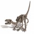 Ανασκαφή Δεινόσαυρου - Βελοσιράπτορας