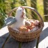 Κουκλάκι Αγκαλιάς Κοτοπουλάκι Little Farm 17εκ.