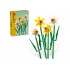 Botanical Collection – Daffodils 40747